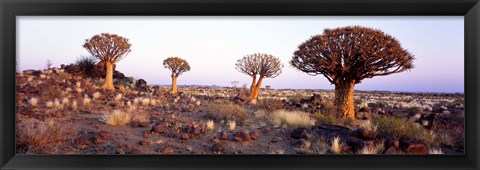 Framed Quiver Trees Namibia Africa Print