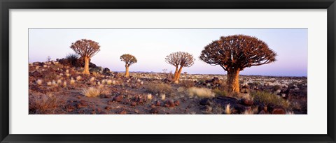 Framed Quiver Trees Namibia Africa Print