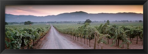 Framed Road in a vineyard, Napa Valley, California, USA Print