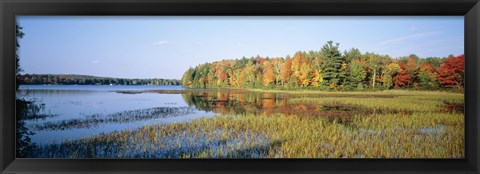 Framed Trees in a forest at the lakeside, Ontario, Canada Print