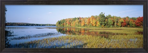 Framed Trees in a forest at the lakeside, Ontario, Canada Print