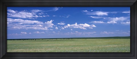 Framed Herd of Bison on prairie Cheyenne WY USA Print