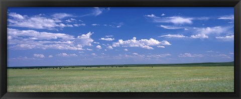 Framed Herd of Bison on prairie Cheyenne WY USA Print