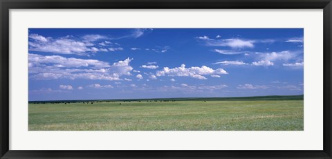 Framed Herd of Bison on prairie Cheyenne WY USA Print