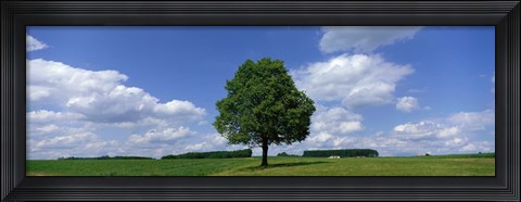 Framed Single Tree, Germany Print