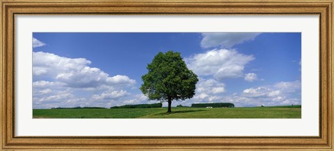 Framed Single Tree, Germany Print