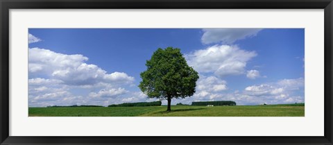 Framed Single Tree, Germany Print