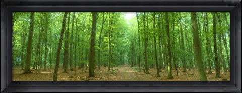 Framed Pathway Through Forest, Mastatten, Germany Print