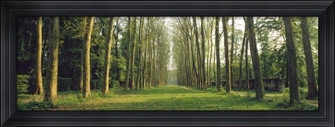 Framed Trees Versailles France Print