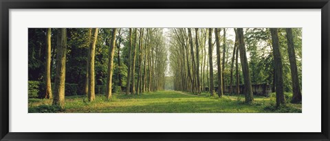 Framed Trees Versailles France Print