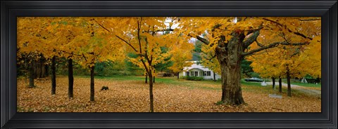 Framed Autumn, Muskoka, Canada Print