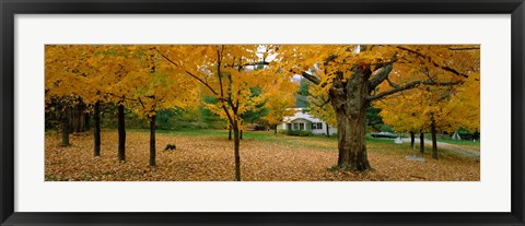 Framed Autumn, Muskoka, Canada Print
