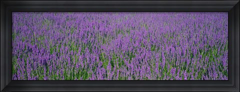 Framed Field Of Lavender, Hokkaido, Japan Print