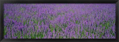 Framed Field Of Lavender, Hokkaido, Japan Print