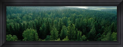 Framed Finland, Aulanko, Scandinavian Forest Print
