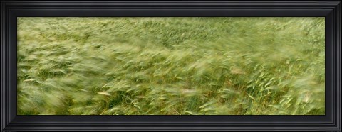 Framed Grain Field In Wind, (Near Lorelei,) Germany Print