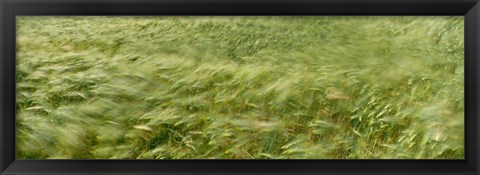 Framed Grain Field In Wind, (Near Lorelei,) Germany Print