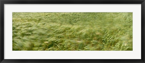 Framed Grain Field In Wind, (Near Lorelei,) Germany Print