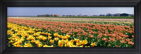 Framed Field Of Flowers, Egmond, Netherlands Print