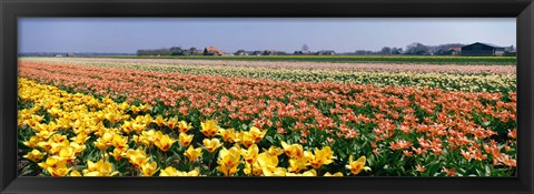 Framed Field Of Flowers, Egmond, Netherlands Print