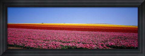 Framed Field Of Flowers, Near Encinitas, California, USA Print