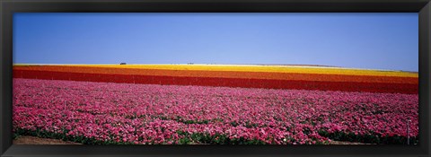 Framed Field Of Flowers, Near Encinitas, California, USA Print