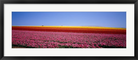 Framed Field Of Flowers, Near Encinitas, California, USA Print