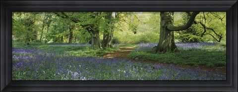 Framed Bluebells in a forest, Thorp Perrow Arboretum, North Yorkshire, England Print