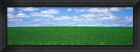 Framed Bush Bean Field, Mcminnville, Oregon, USA Print