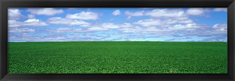 Framed Bush Bean Field, Mcminnville, Oregon, USA Print