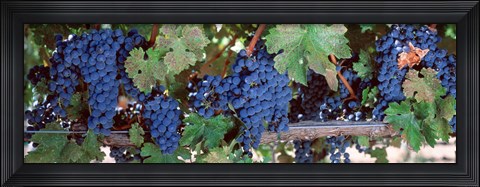 Framed USA, California, Napa Valley, grapes Print