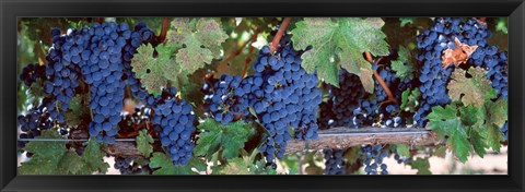 Framed USA, California, Napa Valley, grapes Print