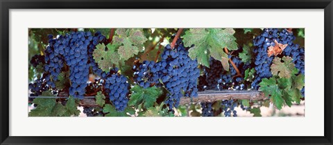 Framed USA, California, Napa Valley, grapes Print