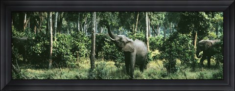 Framed Herd of Elephants Maasai Mara National Park Kenya Africa Print