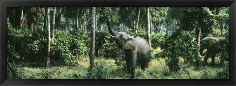 Framed Herd of Elephants Maasai Mara National Park Kenya Africa Print