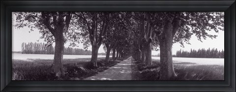 Framed Road Through Trees, Provence, France Print