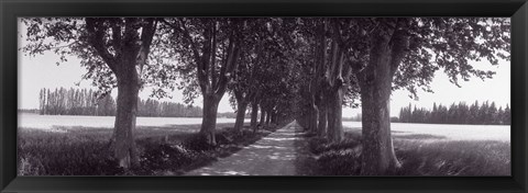 Framed Road Through Trees, Provence, France Print