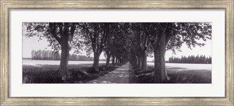 Framed Road Through Trees, Provence, France Print