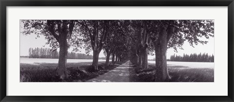 Framed Road Through Trees, Provence, France Print