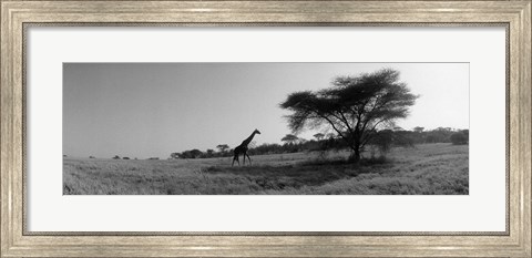Framed Giraffe On The Plains, Kenya, Africa Print