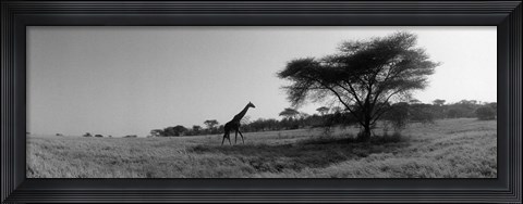 Framed Giraffe On The Plains, Kenya, Africa Print