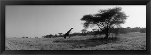 Framed Giraffe On The Plains, Kenya, Africa Print