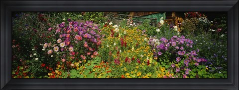 Framed Close-up of flowers, Muren, Switzerland Print