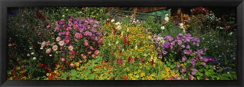 Framed Close-up of flowers, Muren, Switzerland Print