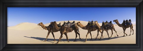Framed Camels walking in the desert Print