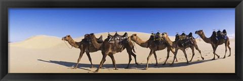 Framed Camels walking in the desert Print