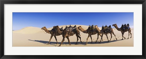 Framed Camels walking in the desert Print