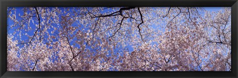 Framed Low angle view of cherry blossom trees, Washington State, USA Print