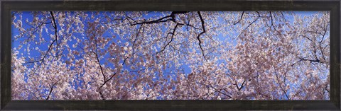 Framed Low angle view of cherry blossom trees, Washington State, USA Print