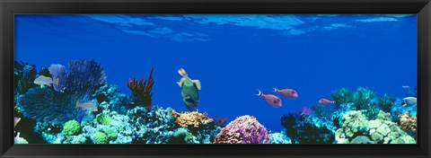 Framed Underwater, Caribbean Sea Print